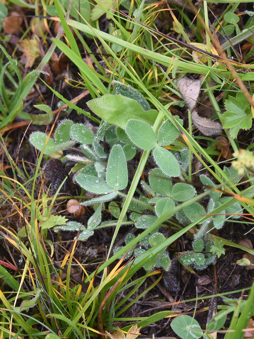 Image of Trifolium canescens specimen.