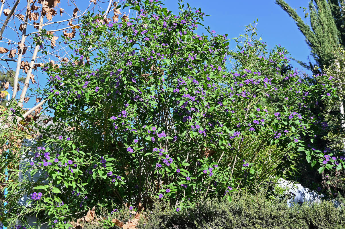 Image of Lycianthes rantonnetii specimen.