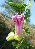 Calystegia inflata