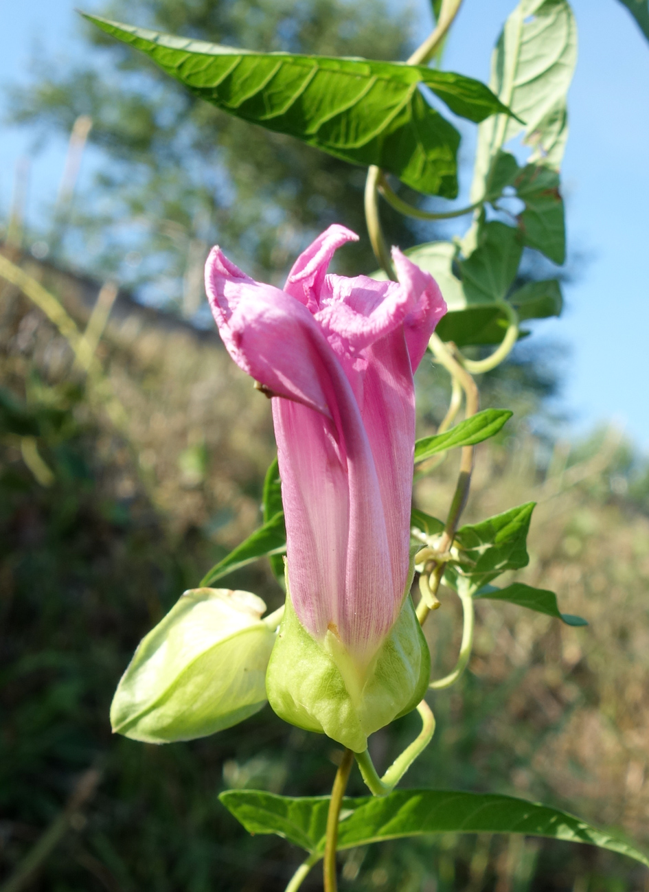 Изображение особи Calystegia inflata.