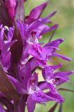 Dactylorhiza euxina. Цветки. Республика Северная Осетия-Алания, Ирафский р-н, Большой Кавказ, левый борт ущелья Бартуидон, гребень боковой морены ледника Бартуицете в р-не оз. Маскутицад, ≈ 2850 м н.у.м., альпийский луг. 11.07.2021.