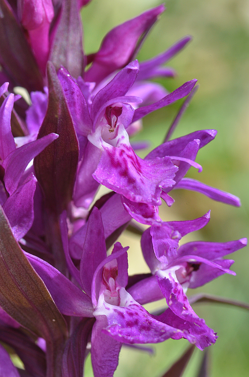 Image of Dactylorhiza euxina specimen.