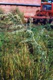 Artemisia absinthium. Верхушка цветущего растения. Ростовская обл., Азовский р-н, с. Кугей, во дворе. Начало августа 2004 г.