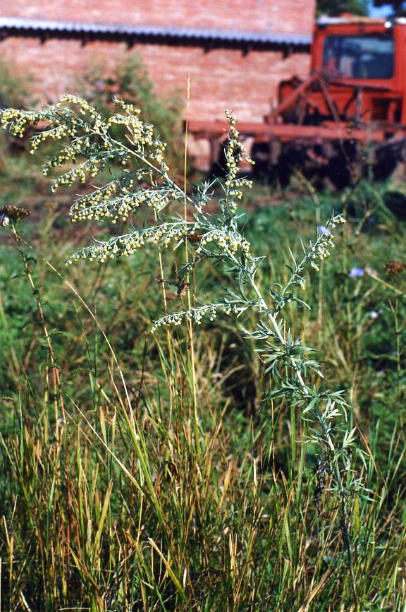 Image of Artemisia absinthium specimen.