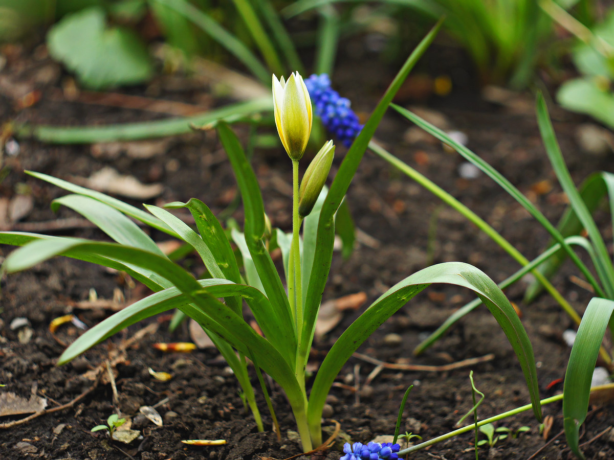 Изображение особи род Tulipa.