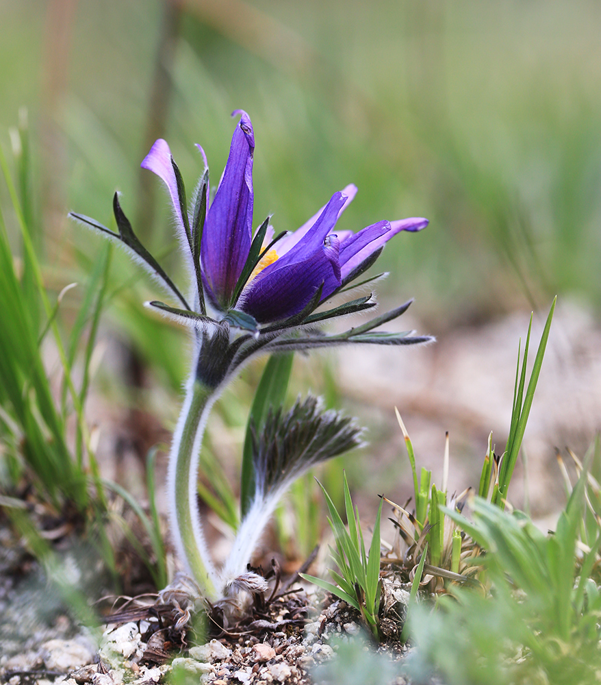 Изображение особи Pulsatilla turczaninovii.