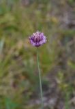 род Allium