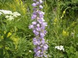 Campanula bononiensis