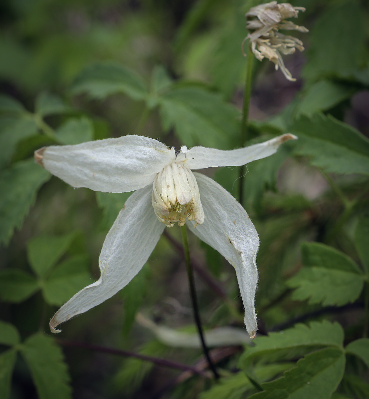 Изображение особи Atragene sibirica.