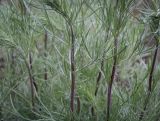 Artemisia campestris