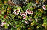 Vaccinium vitis-idaea. Цветущие растения. Приморский край, Ольгинский р-н, гора Снежная, выс. 1530 м н.у.м., горная тундра. 25.06.2023.