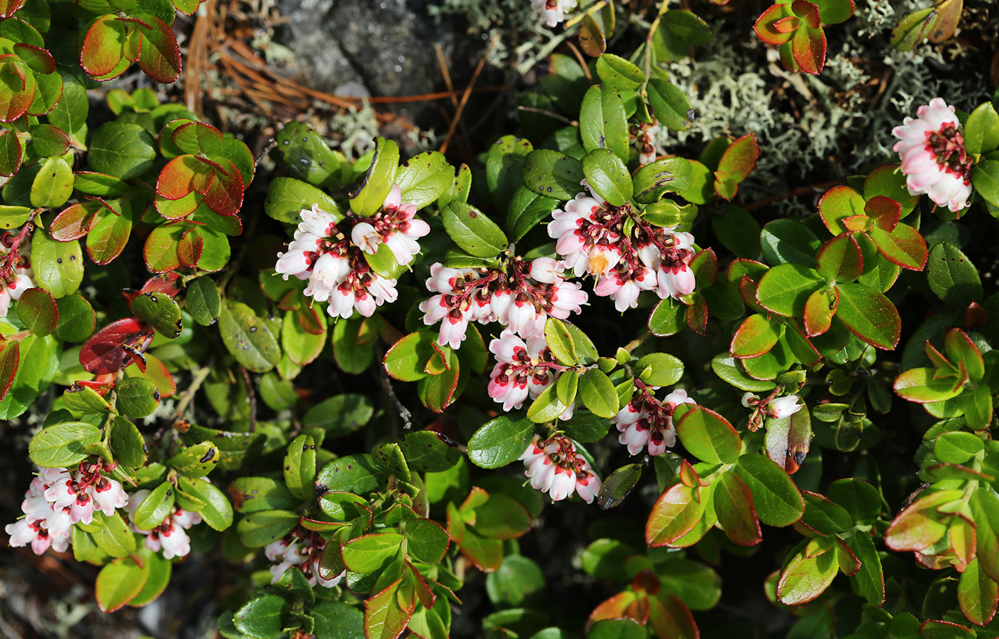 Image of Vaccinium vitis-idaea specimen.