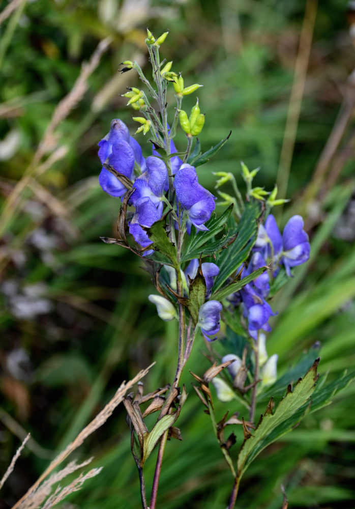 Изображение особи Aconitum sachalinense.