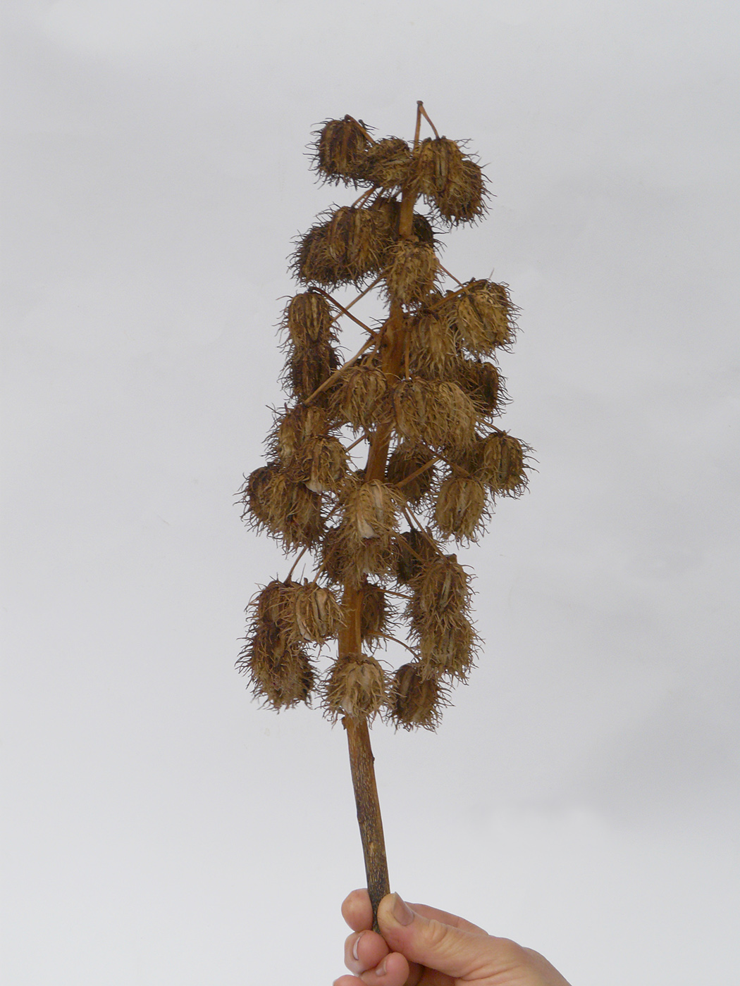 Image of Ricinus communis specimen.