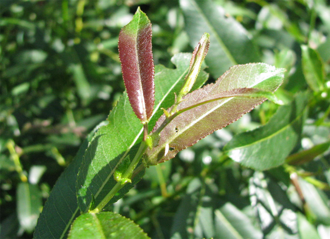 Изображение особи Salix × schumanniana.