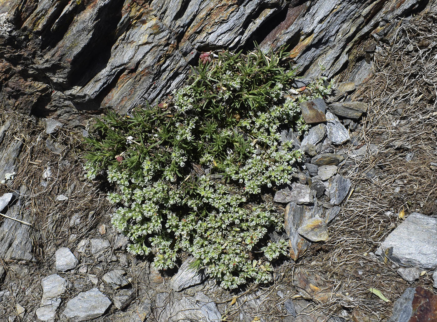 Изображение особи Scleranthus perennis ssp. polycnemoides.