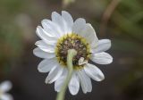 Anthemis melanoloma. Соцветие (вид со стороны обёртки). Республика Адыгея, Кавказский биосферный заповедник, перевал Гузерипльский, 1965 м н.у.м., субальпийский луг. 12.08.2023.