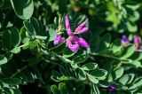 Astragalus japonicus