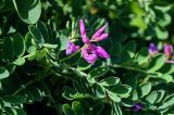 Astragalus japonicus