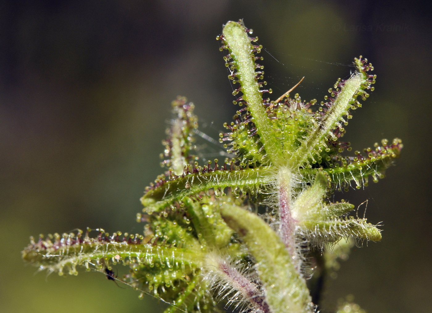 Image of Sigesbeckia pubescens specimen.