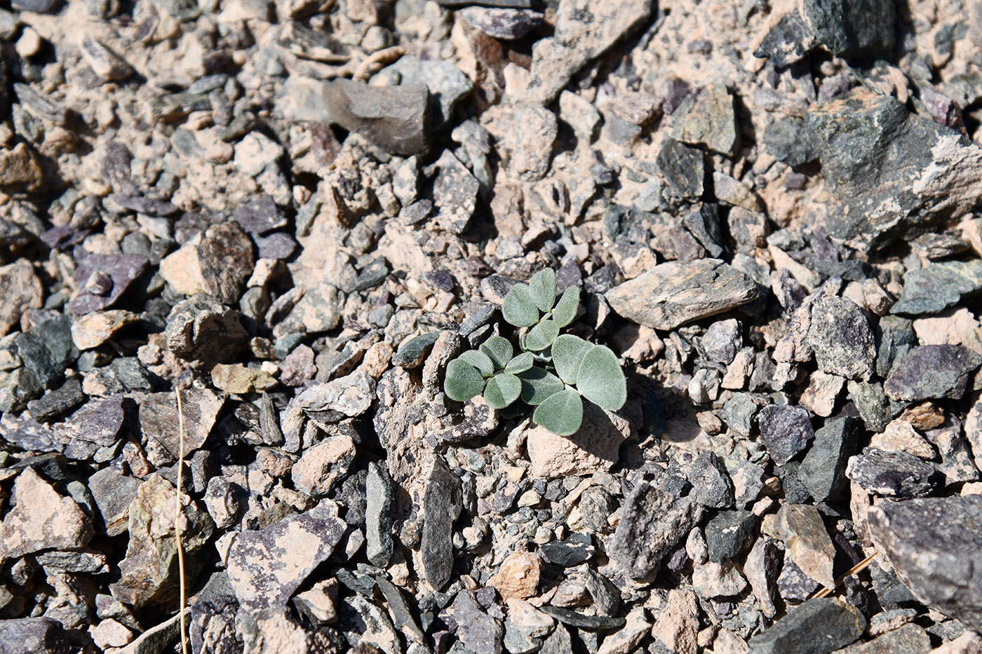 Image of Chesneya dshungarica specimen.