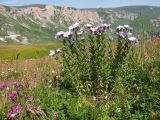 Linum hypericifolium. Цветущее растение. Адыгея, Кавказский биосферный заповедник, гора Гузерипль, ≈ 2100 м н.у.м., субальпийский луг на вершине горы. 26.07.2015.