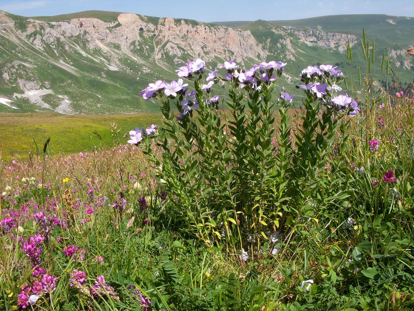 Изображение особи Linum hypericifolium.