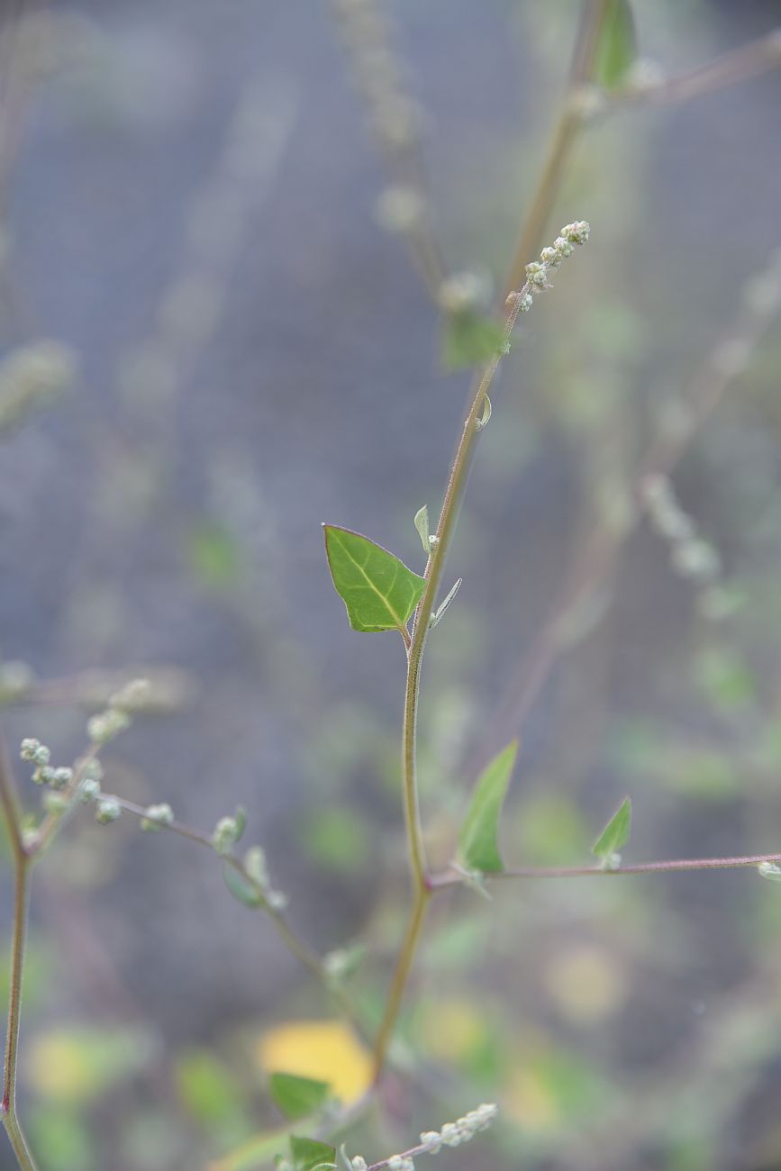 Image of Chenopodium sosnowskyi specimen.