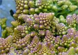 Brassica разновидность botrytis