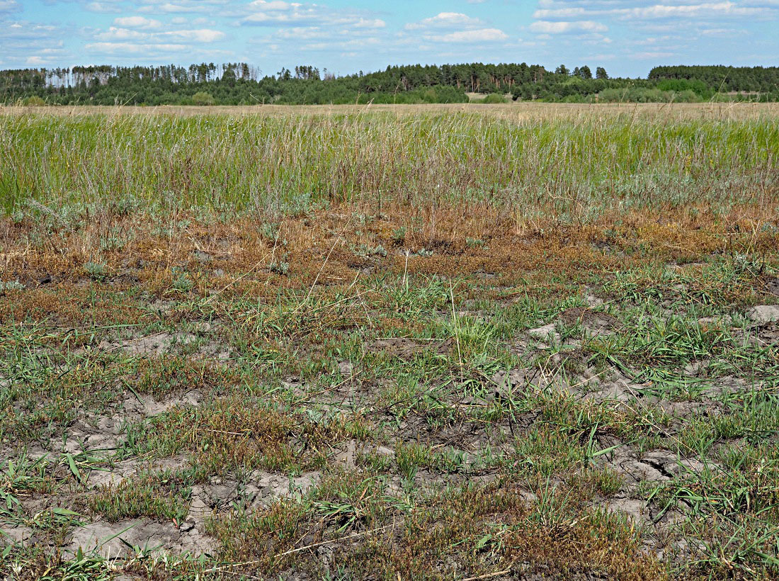 Image of Plantago tenuiflora specimen.