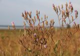 Lactuca tatarica