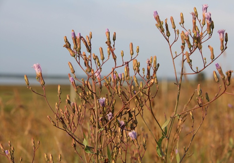 Image of Lactuca tatarica specimen.