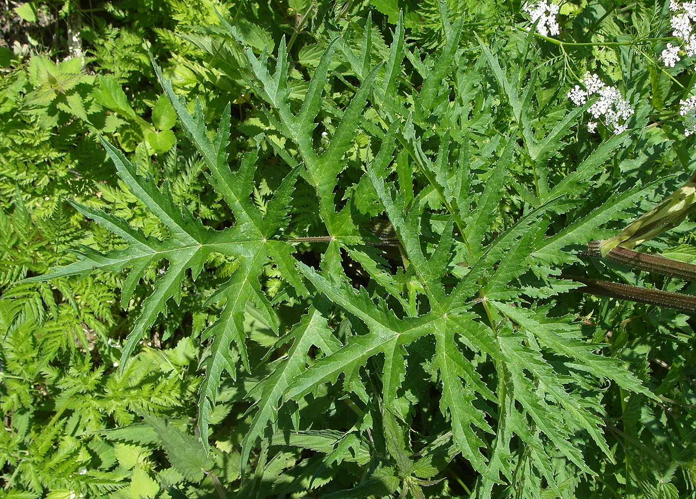 Изображение особи Heracleum sibiricum.