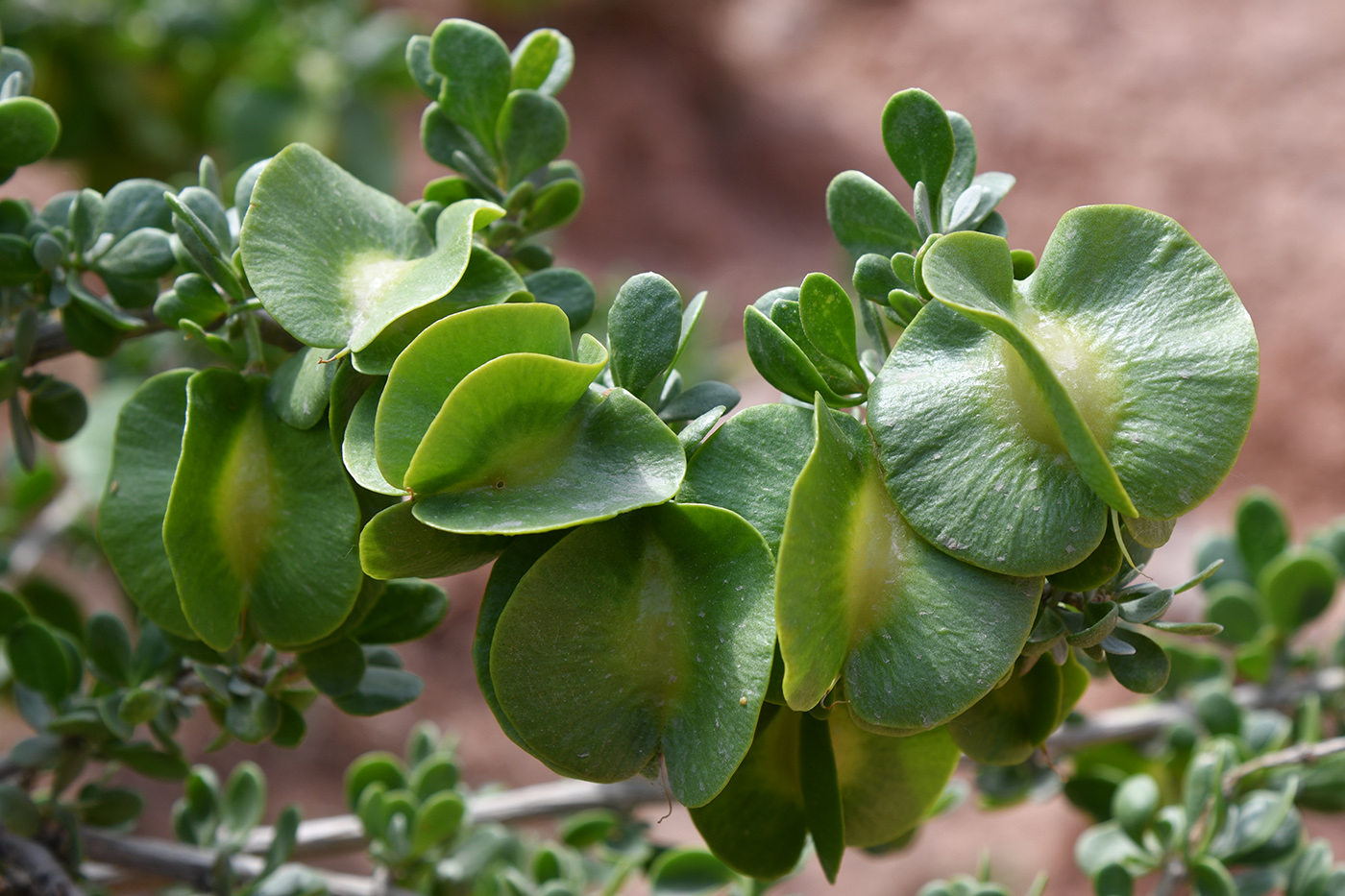 Изображение особи Zygophyllum atriplicoides.