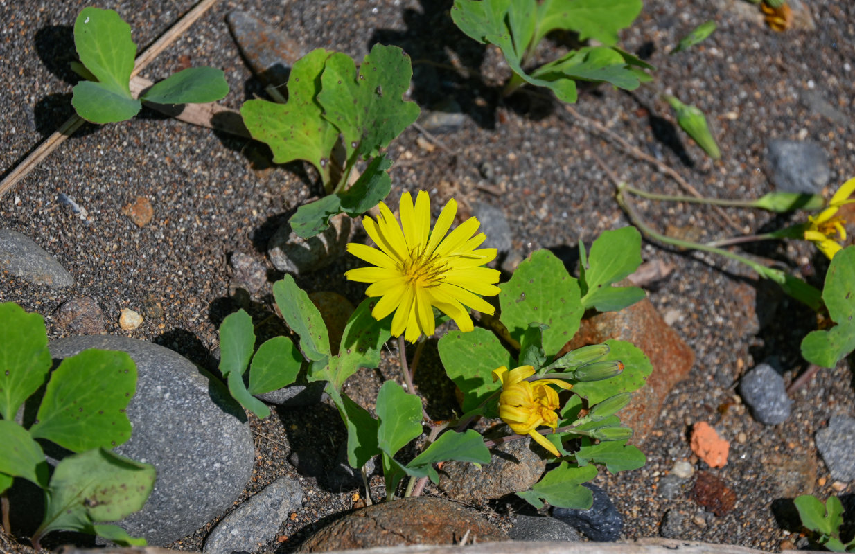 Image of Chorisis repens specimen.