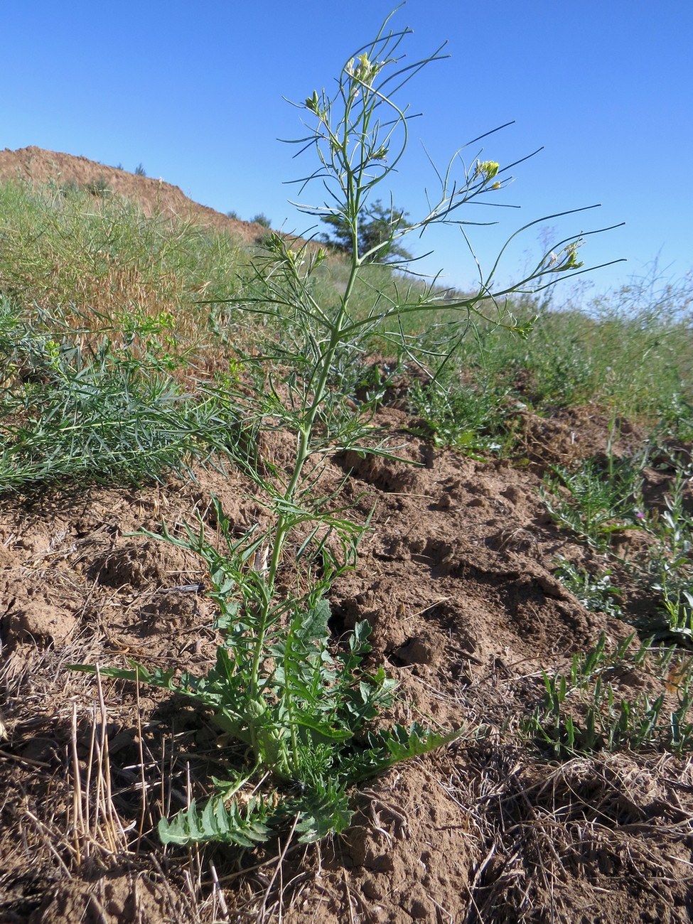 Image of Sisymbrium altissimum specimen.