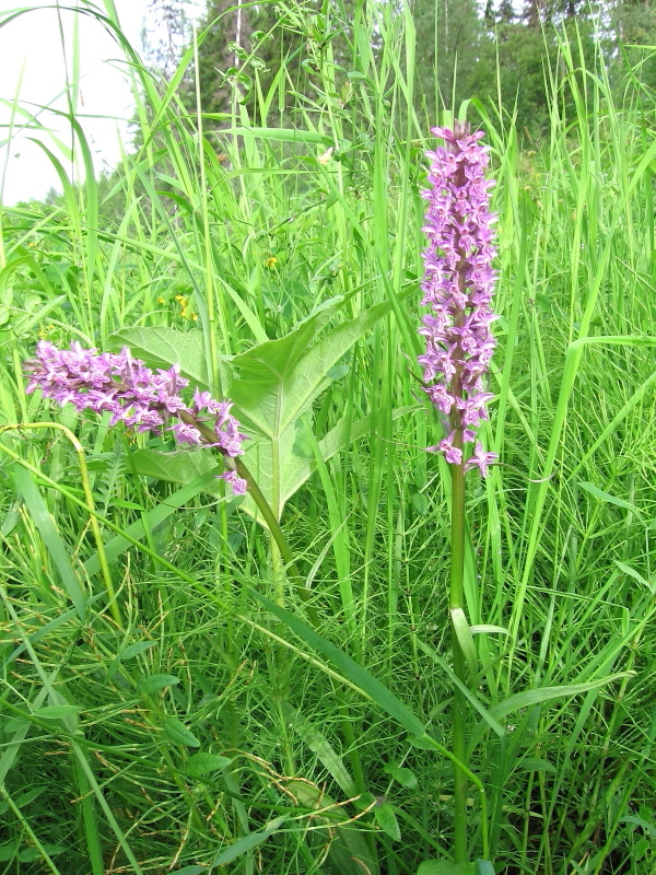 Image of Dactylorhiza sibirica specimen.