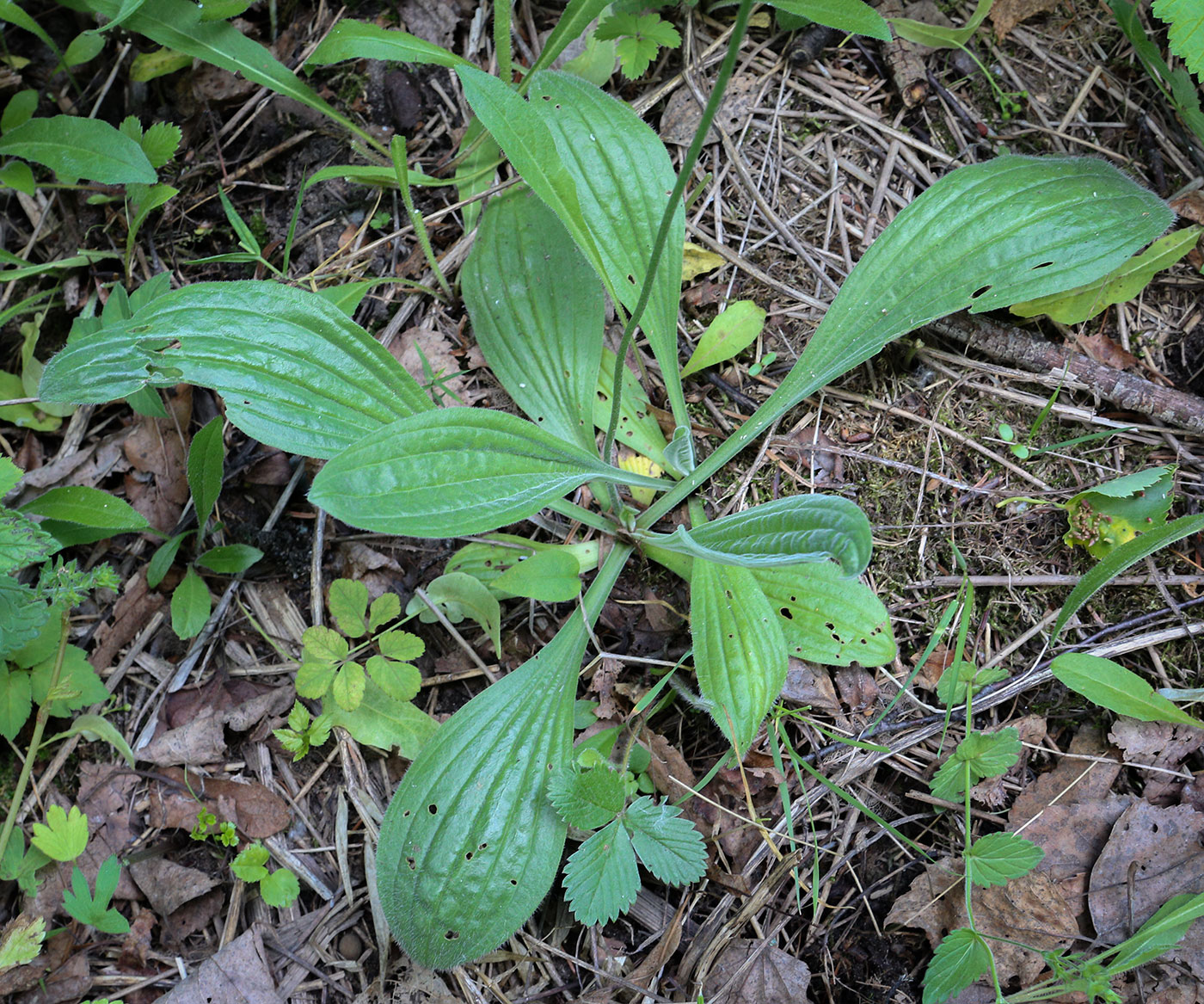 Изображение особи Plantago urvillei.