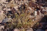Phlomis aurea. Плодоносящее растение. Египет, Синай, гора Моисея, ≈ 2200 м н.у.м., каменистый склон. 23.02.2009.