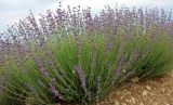 Lavandula angustifolia. Растения с бутонами. Крым, Бахчисарайский р-н, окр. с. Тургеневка, плантация лаванды. 15.06.2021.