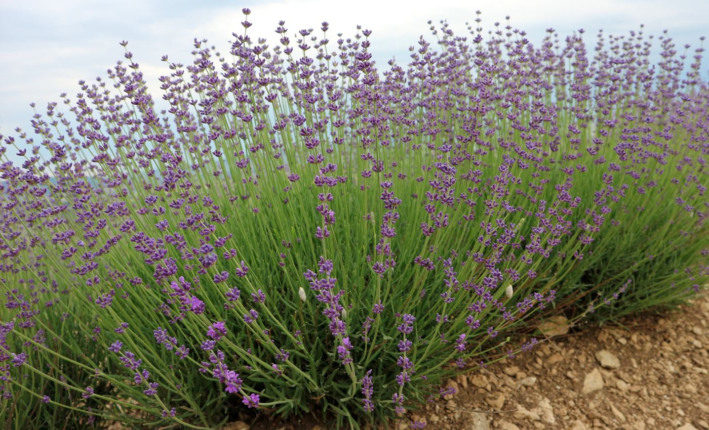 Image of Lavandula angustifolia specimen.