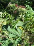 Arctium leiospermum