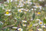 Papaver umbonatum. Верхушка побега с бутонами. Израиль, г. Бат-Ям, высокий берег Средиземного моря. 16.03.2024.