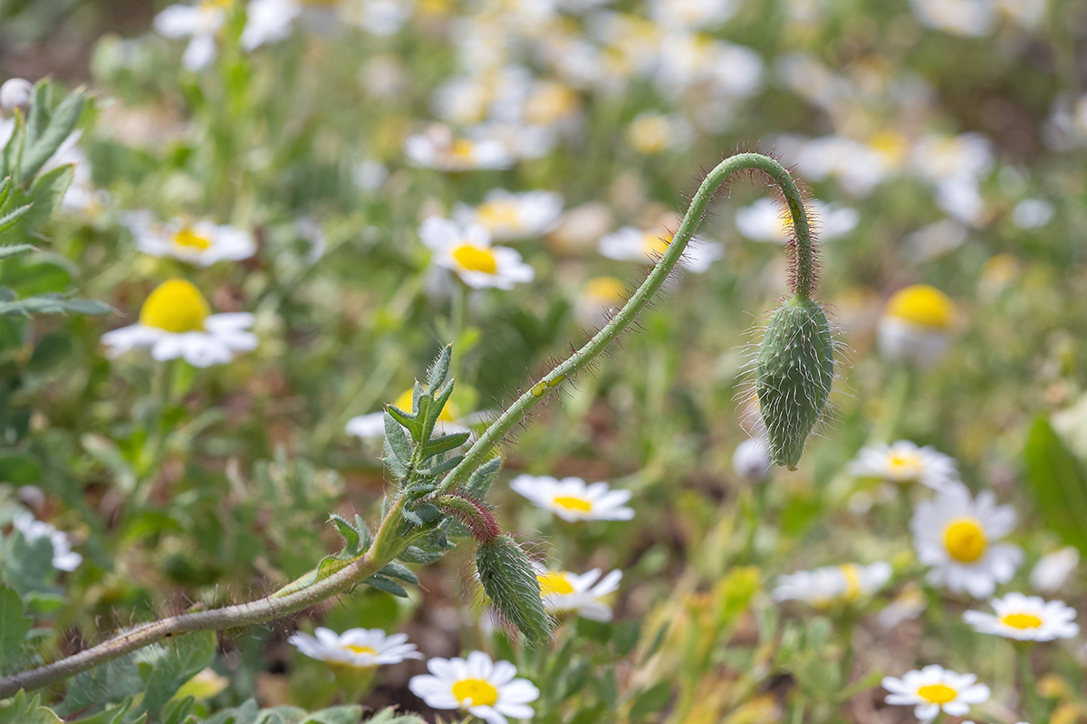 Image of Papaver umbonatum specimen.