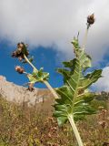 Cirsium sychnosanthum. Верхняя часть растения с соплодиями и повреждённым листом. Адыгея, Кавказский биосферный заповедник, ур. Яворова Поляна, ≈ 1900 м н.у.м., задернованная каменистая россыпь, у ручья. 03.10.2015.