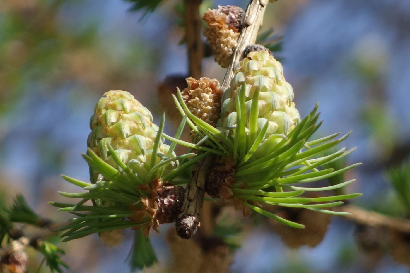 Изображение особи Larix sibirica.