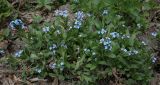 Myosotis amoena