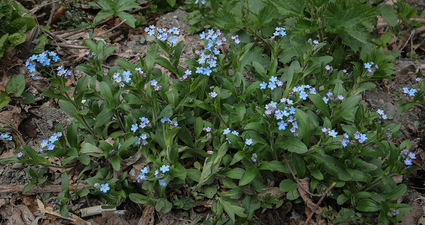 Image of Myosotis amoena specimen.
