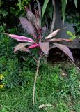 Cordyline fruticosa. Вегетирующее растение. Египет, мухафаза Каир, г. Каир, в культуре. 08.05.2023.