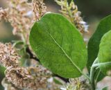 Salix bebbiana